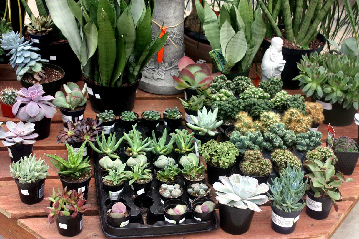A selection of air plants and other houseplants for sale at Bark & Garden Center.