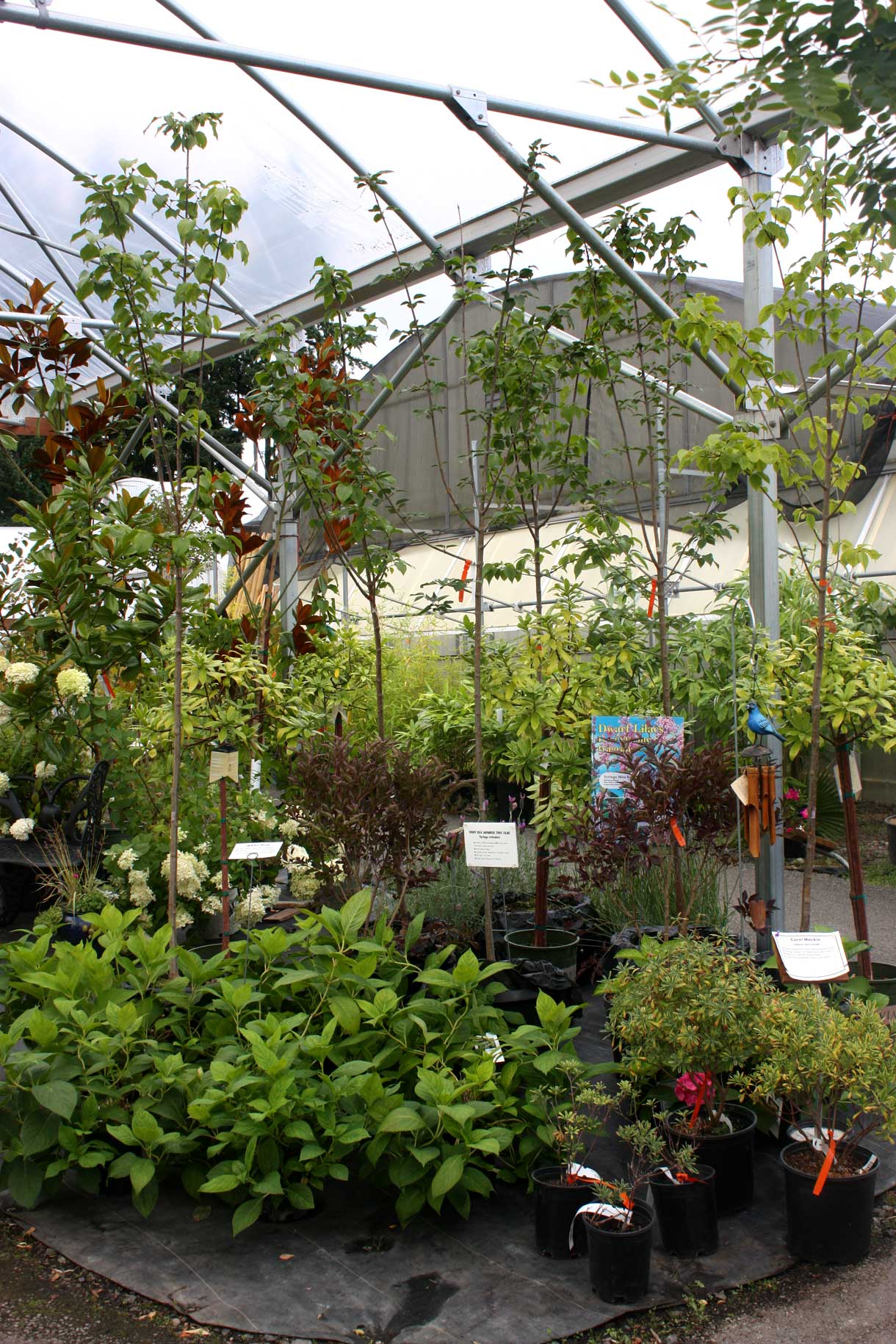 Trees And Shrubs For Sale At Bark And Garden Center In Olympia Wa