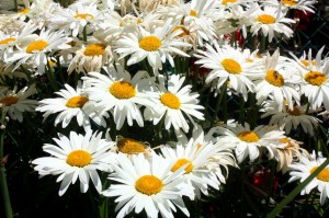 perennials,-shasta-daisy