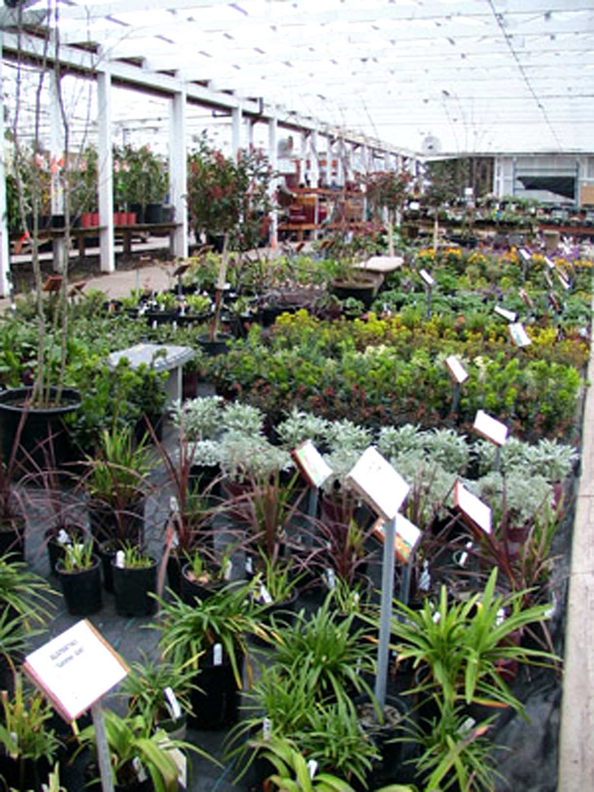 A large selection of perennials and other plants at Bark and Garden Center.