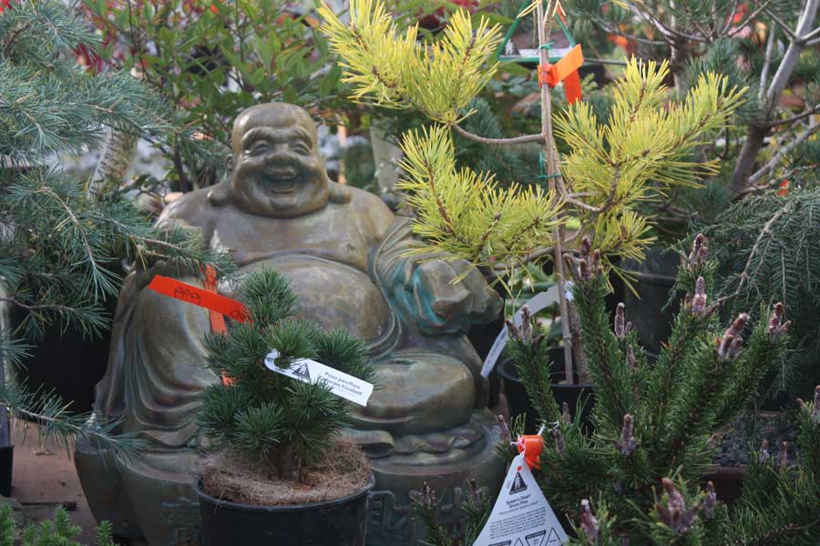 A Buddha statue nestled among plants, just one of the many garden statuary options you'll find at Bark & Garden Center.
