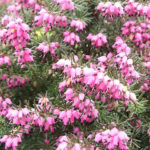 heather,evergreen shrub,flowering winter plant