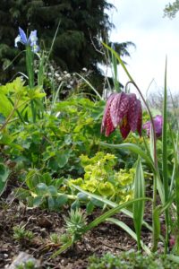 Bulbs-Fritillaria meleagris-checkered lily by Brenna Wiegand (1)