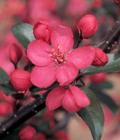 royal raindrops crabapple blossoms