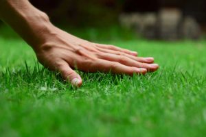 hand-on-lawn2