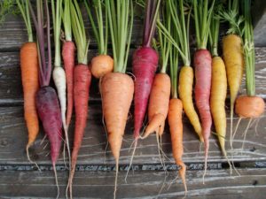 colorful-carrots