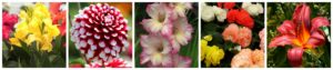 Summer bulb collage - canna dahlia gladiolus begonia lily