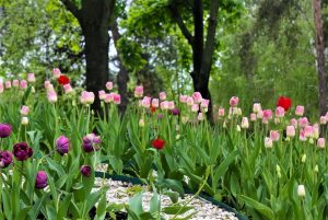 Choose a color theme for your spring garden.