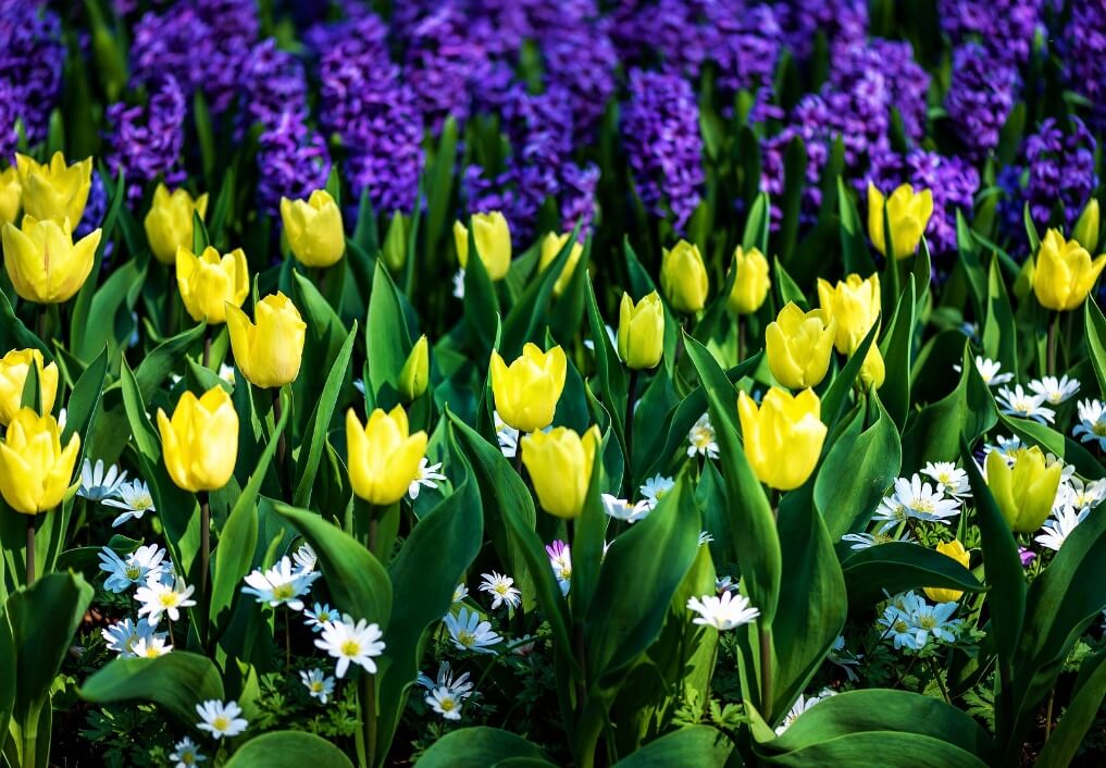 Tulips and Hyacinth flowers.