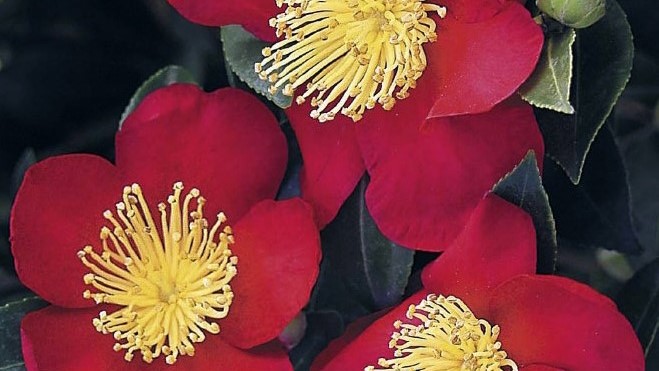 ‘Yuletide’ Camellias